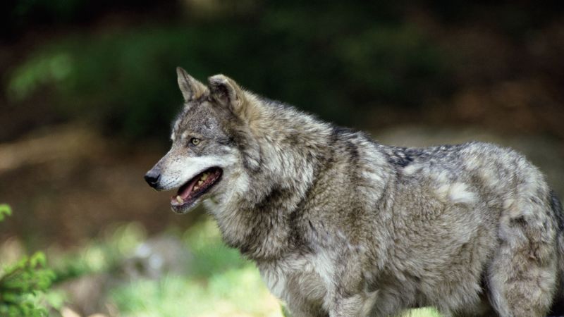 wolf, predator, wool, 4k