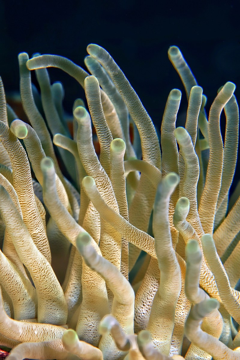 underwater plant coral ocean sea close up nature 4k