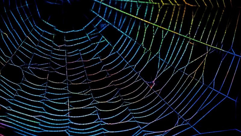 spider web, drops, multi-colored, 4k