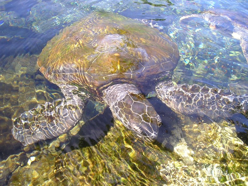 turtle animal water creature meeresbewohner 4k