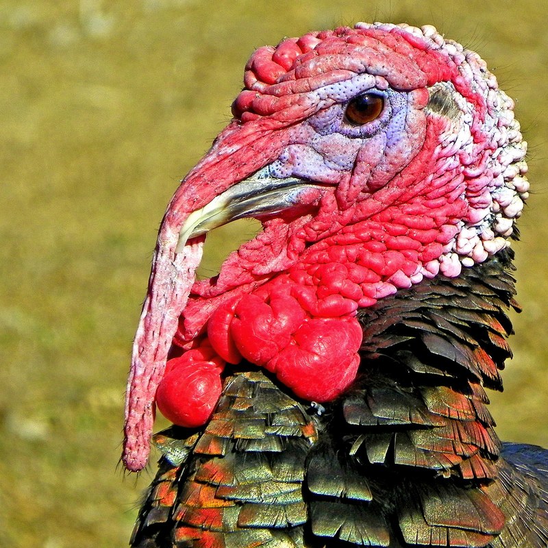 turkey nature zoology animal bird portrait 4k
