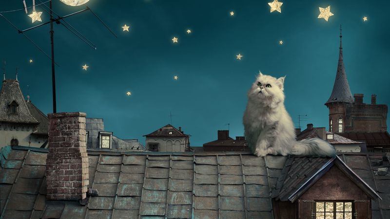 white persian cat, kitten, fairy tale, fantasy, roofs, houses, sky, night, stars, moon, 4k