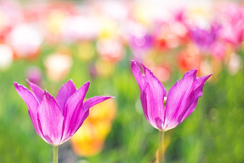 tulips pink garden spring flowers floral nature 4k