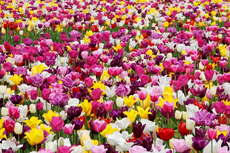 tulips tulip field tulpenbluete tulip fields 4k