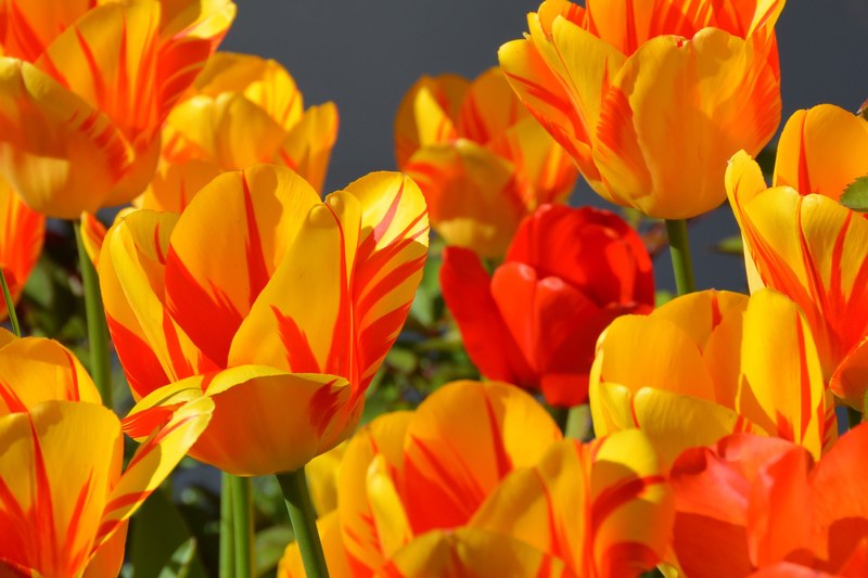 tulips tulip flower flowers red yellow orange 4k