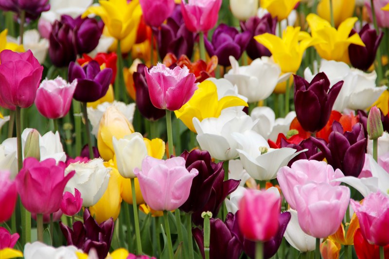 tulips tulip field blossomed tulip fields 4k