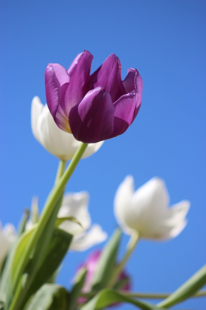 tulips purple flower perennial holland spring 4k