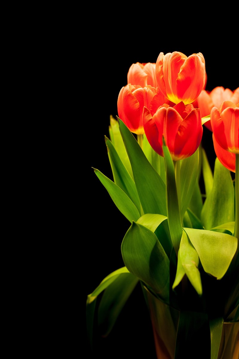 tulips tulip bouquet flowers bouquet reddish red 4k