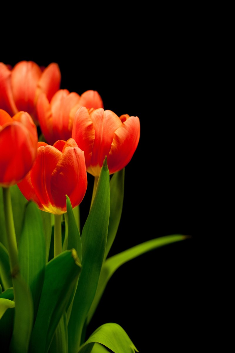 tulips tulip bouquet flowers bouquet reddish red 4k