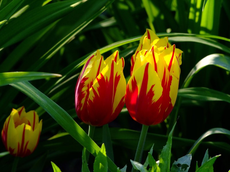 tulips tulip bed flowers north park düsseldorf 4k
