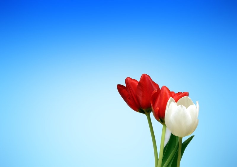 tulips red white spring aesthetics aesthetic 4k