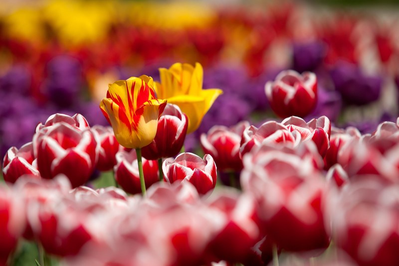 tulips flowers plant red garden spring 4k