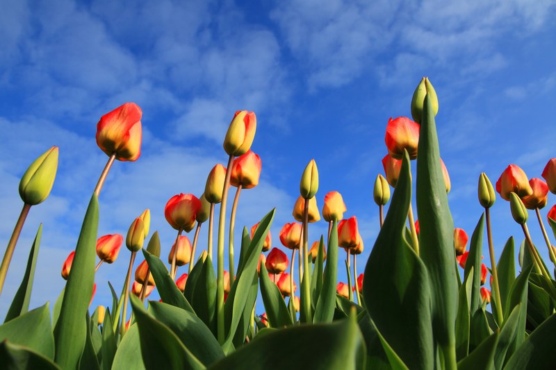 tulips tulip field fields red background 4k