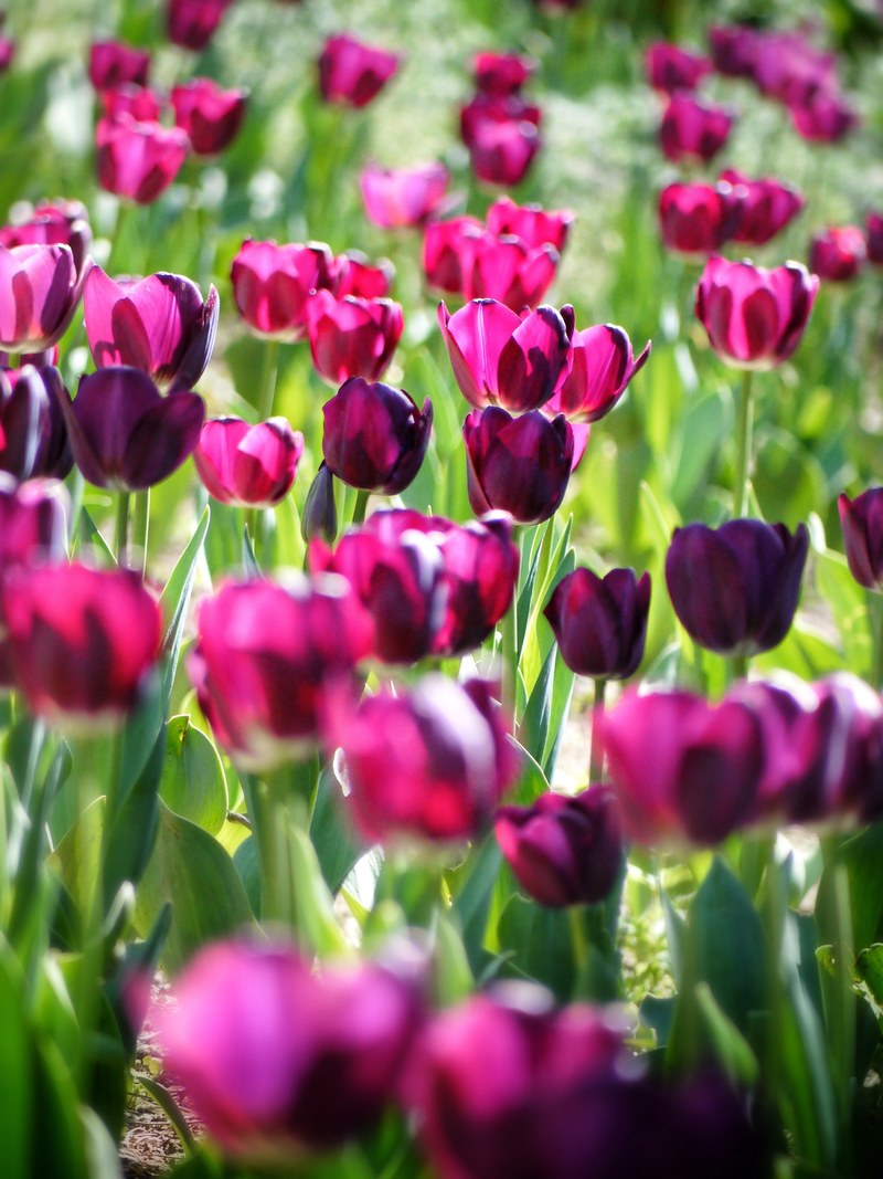 tulipa tulip flowers spring nature 4k