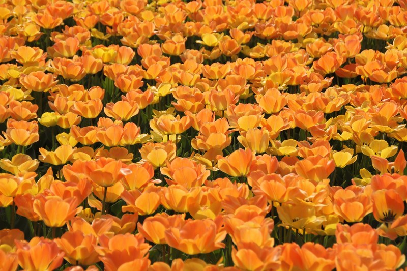 tulips holland tulip fields 4k