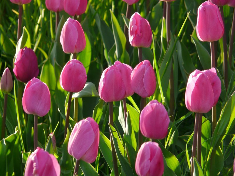 tulip field tulips pink light pink tender closed 4k
