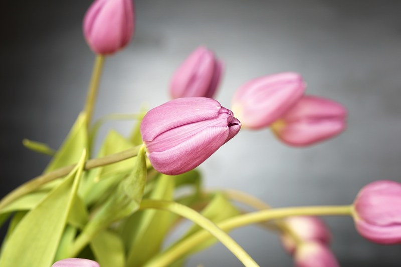 tulip flowers blossom bloom spring nature plant 4k