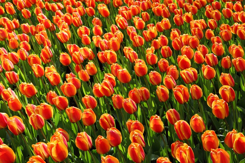 tulips tulip orange red background 4k