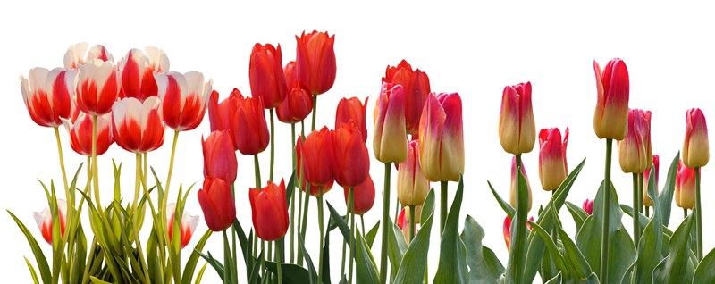 tulip spring nature flower color plant garden 4k