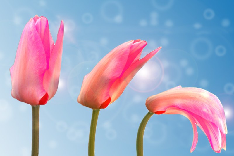 tulip plant blossom bloom nature spring garden 4k