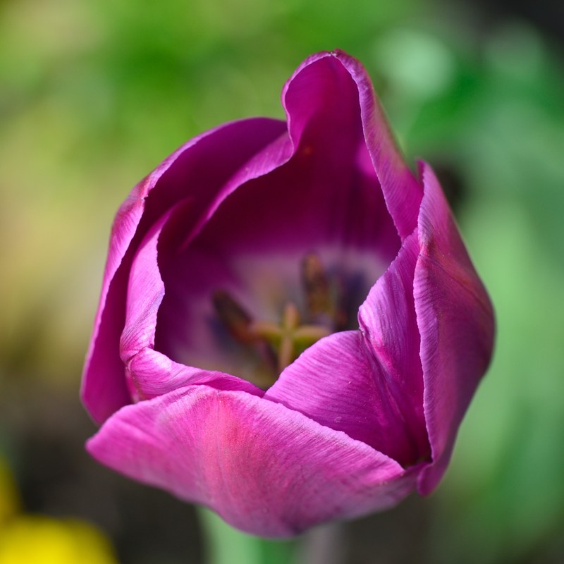 tulip flower flowers purple garden 4k