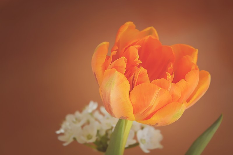 tulip flower blossom bloom orange petals 4k