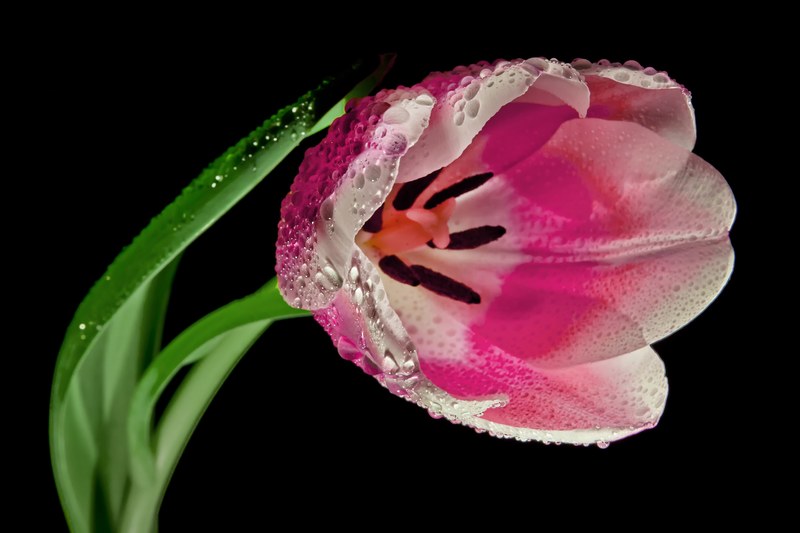 tulip blossom bloom macro spring red pink plant 4k