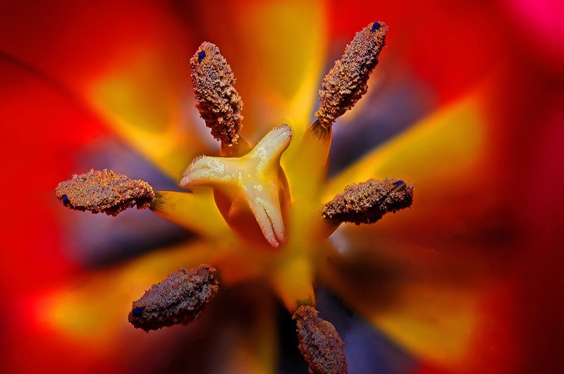 tulip flower spring floral nature plant colorful 4k