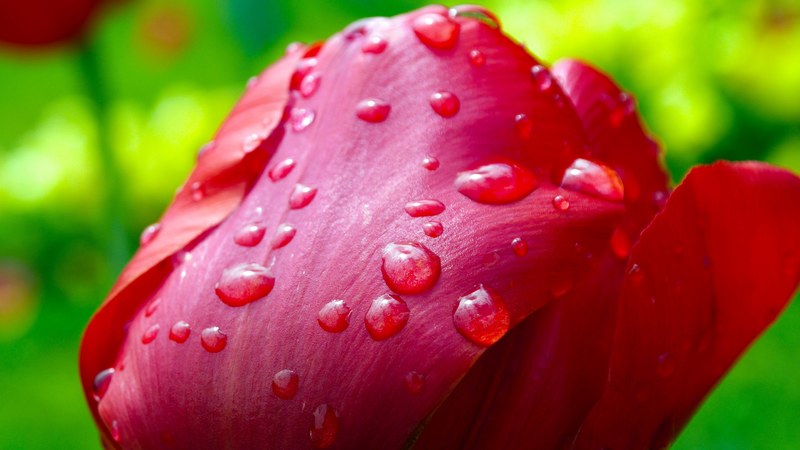 tulip after the rain raindrops flower 4k