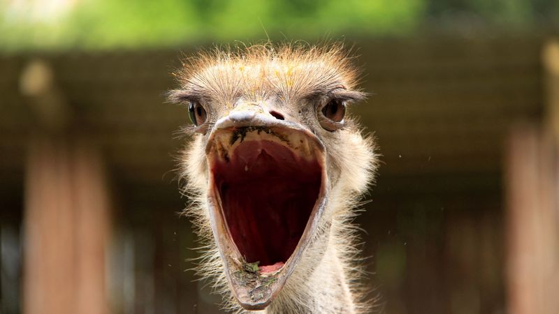 strich, mouth, close up, bird, 4k