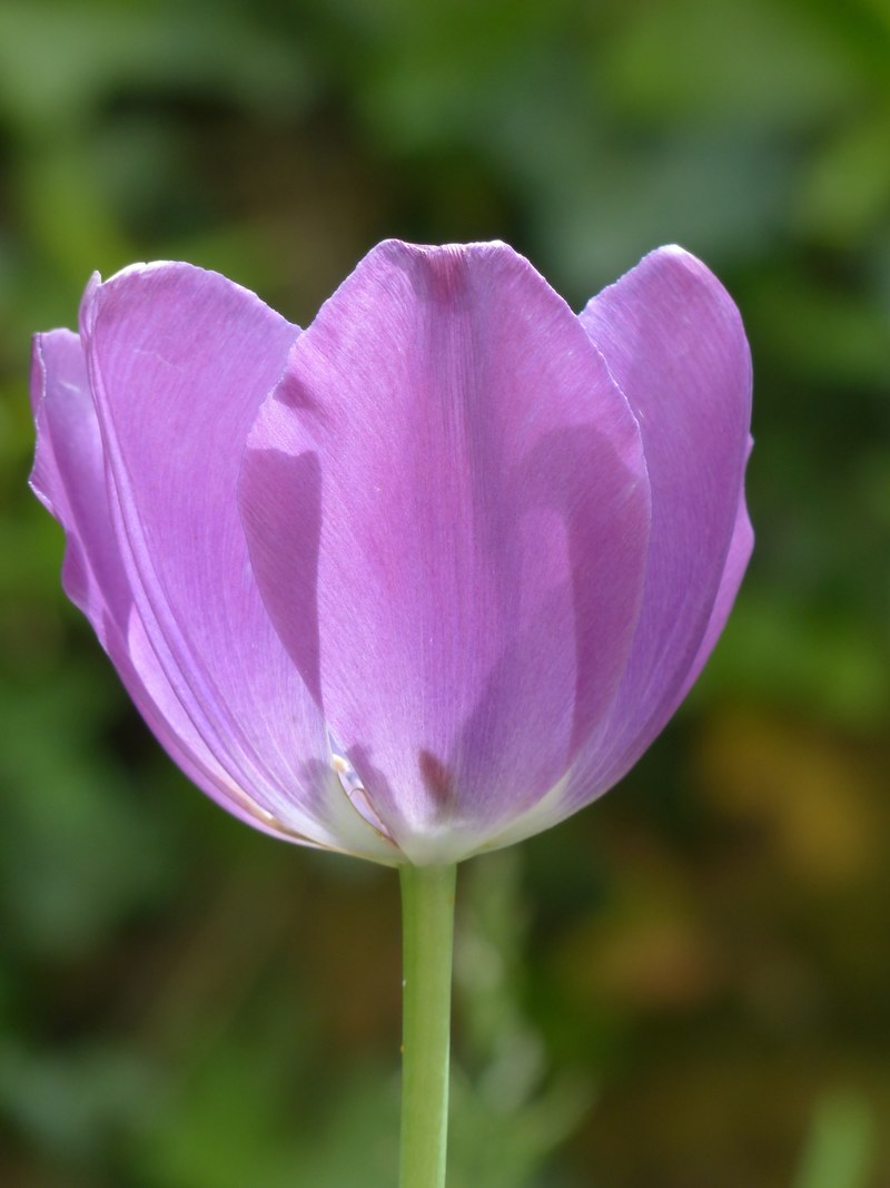 tulip blossom bloom violet purple flower flora 4k