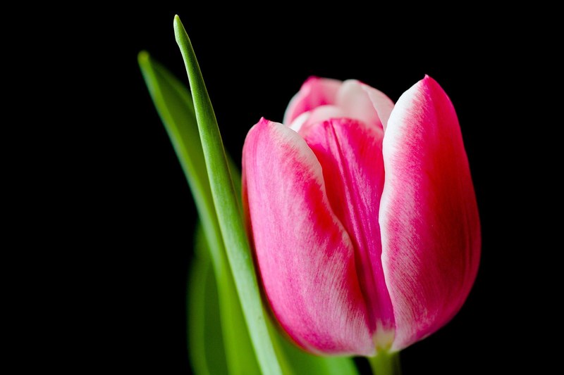 tulip flower spring pink tulips flowers 4k