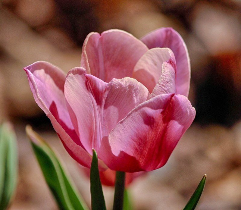 tulip pink tulip flower pink floral fresh bloom 4k