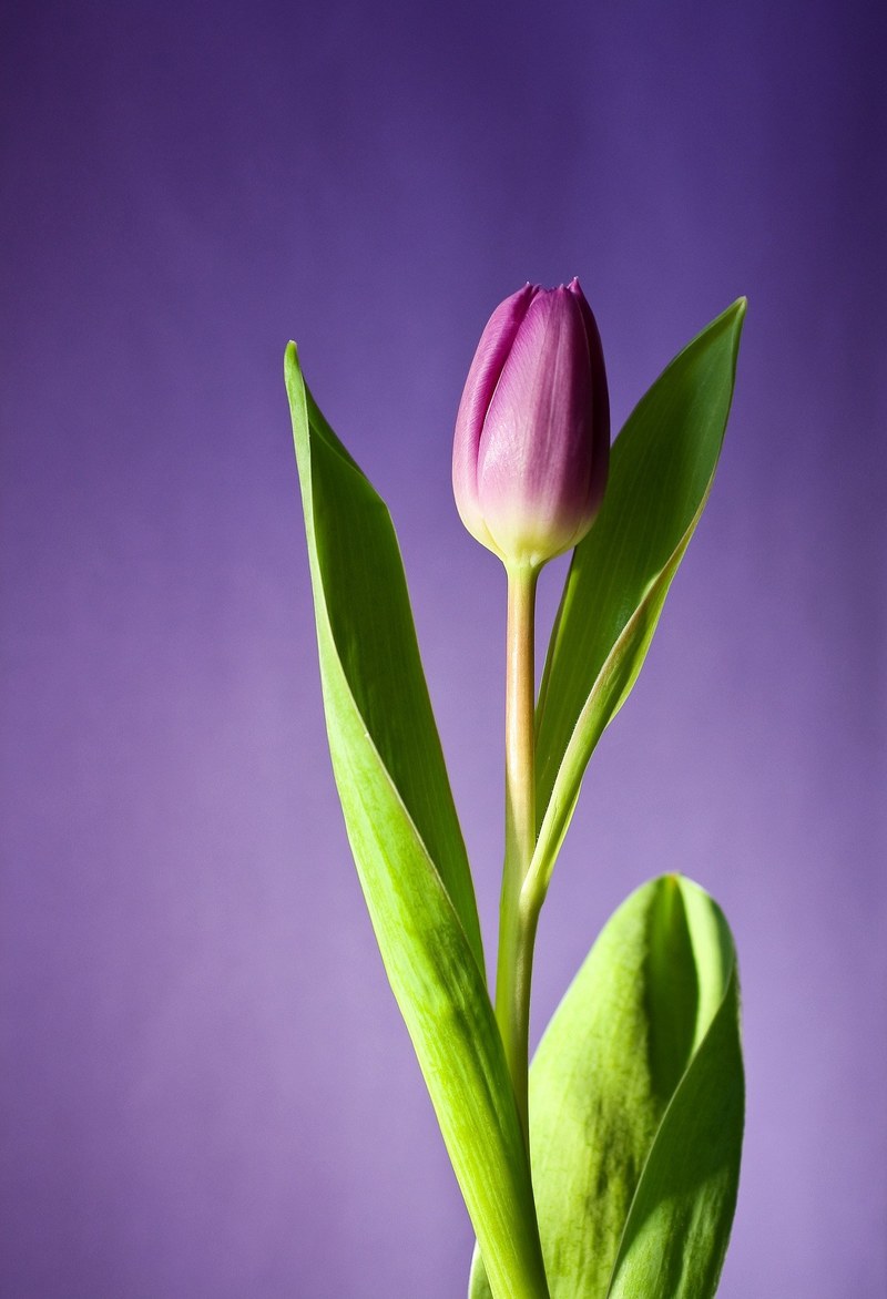tulip flower bloom pink flowers spring nature 4k