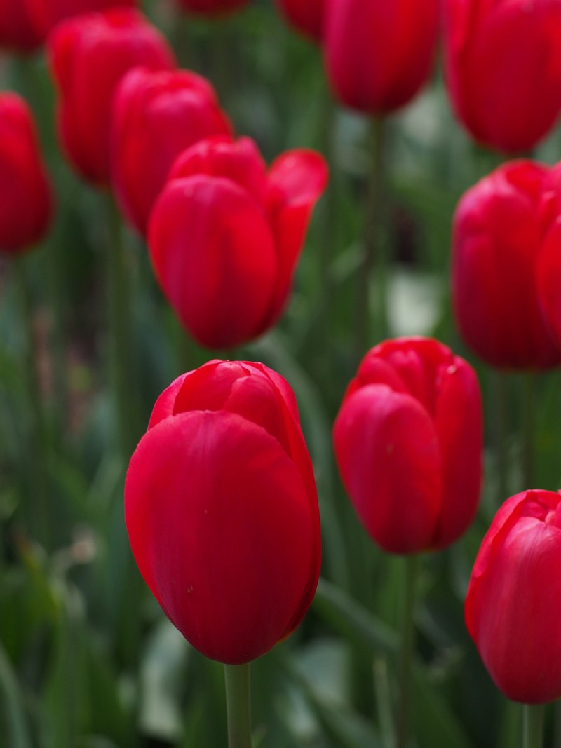 tulip natural flowers spring japan red 4k