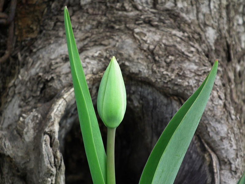 tulip flower spring leaves bud green green leaves 4k