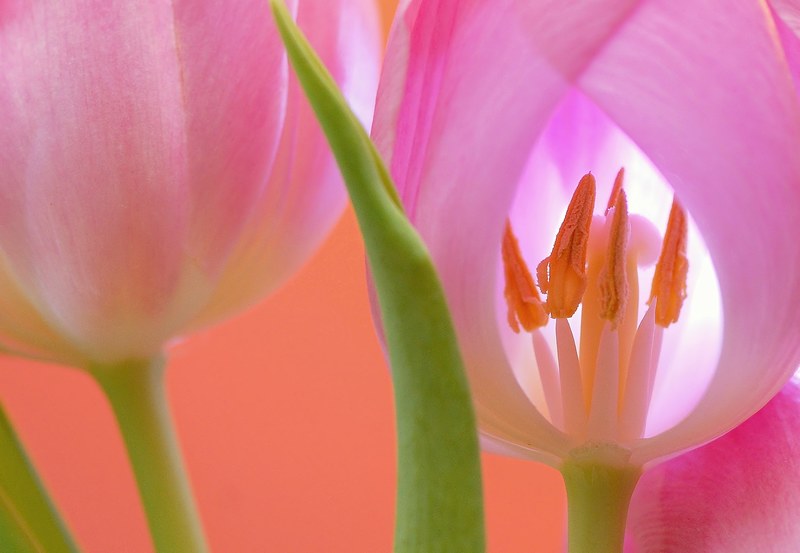 tulip flower blossom bloom plant nature close 4k