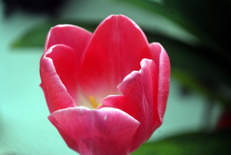 tulip flower perennial spring floral blossom 4k