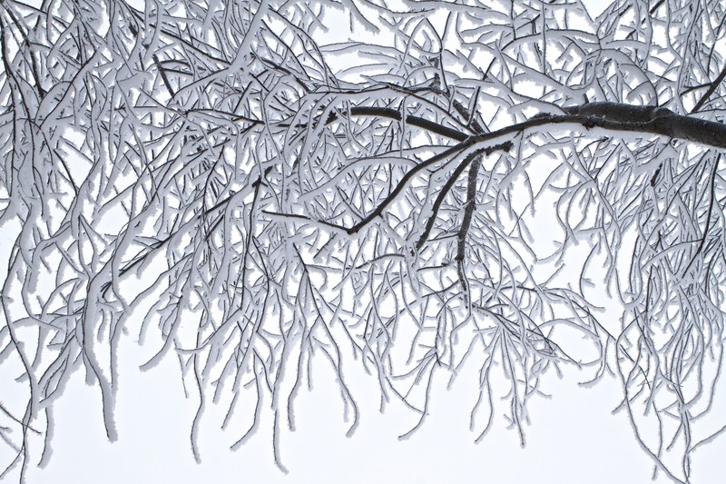 trees frost winter cold landscape ice outdoor 4k