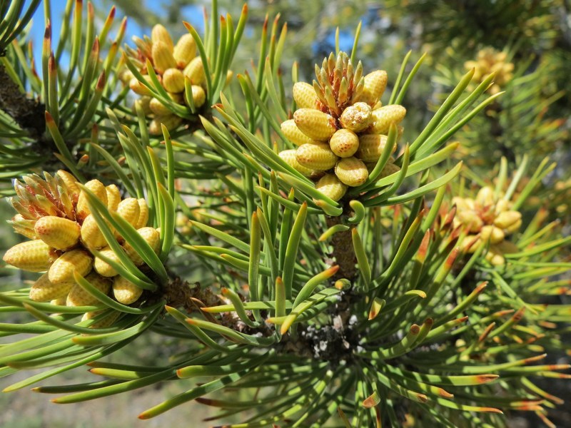 trees pine needles pine cones branch growth green 4k