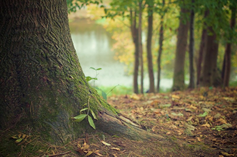 tree trunk forest floor trunk roots forest nature 4k