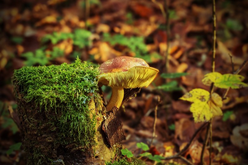 tree stump mushroom fungus on tree stump autumn 4k