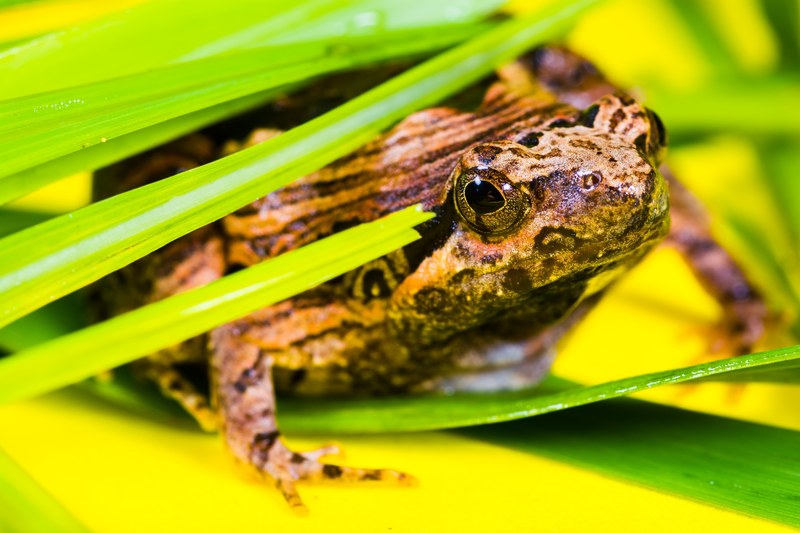 tree frog anuran frog amphibians 4k
