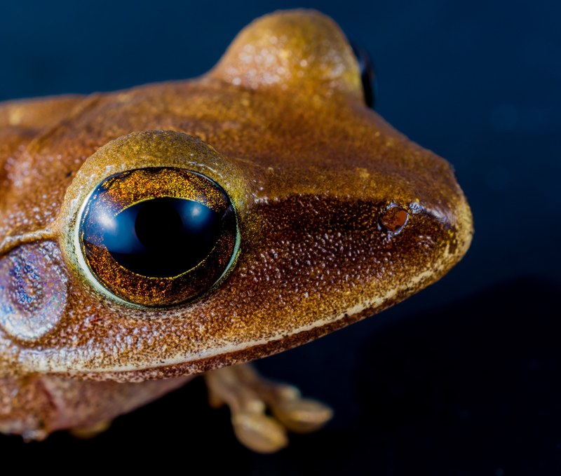 tree frog anuran frog amphibians 4k