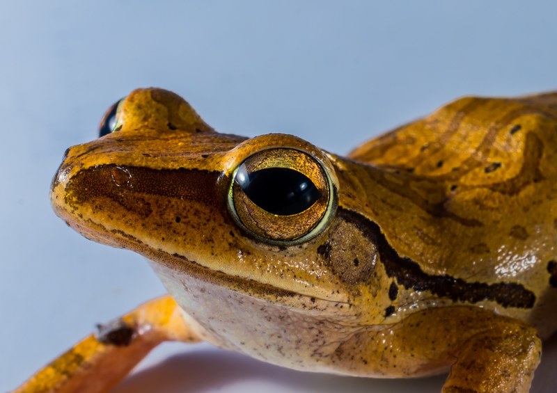 tree frog anuran frog amphibians 4k