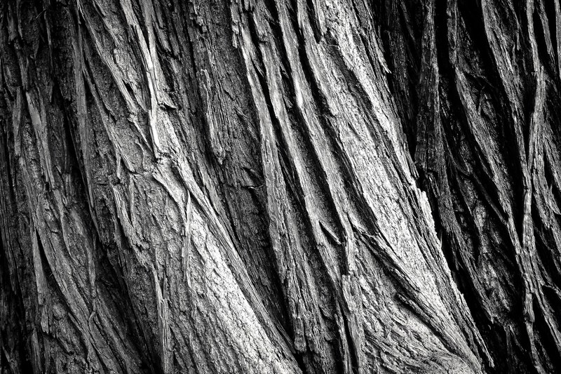 tree tree bark log nature tribe wood bark forest 4k