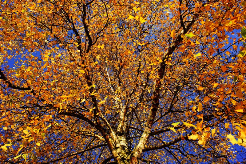 tree birch late autumn nature log aesthetic bark 4k