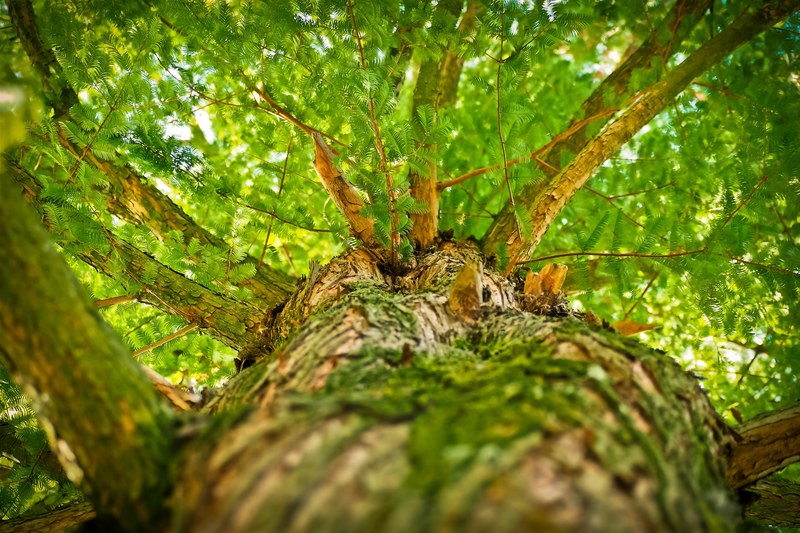 tree aesthetic branches forest log crown bark 4k