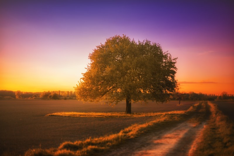 tree landscape silent sunset afterglow colorful 4k