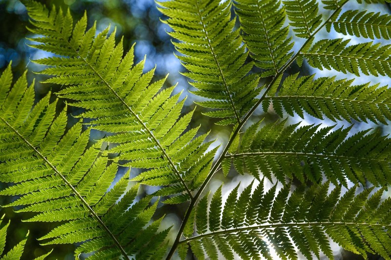 tree fern rainforest foliage tropical green lush 4k